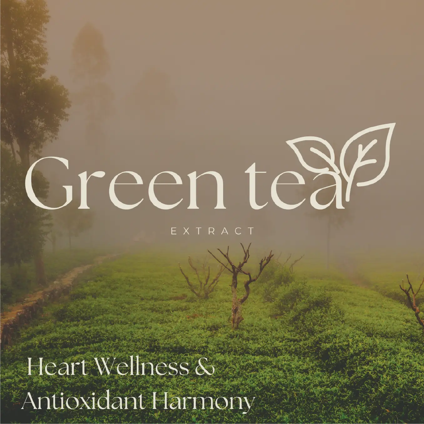 Green tea Extract