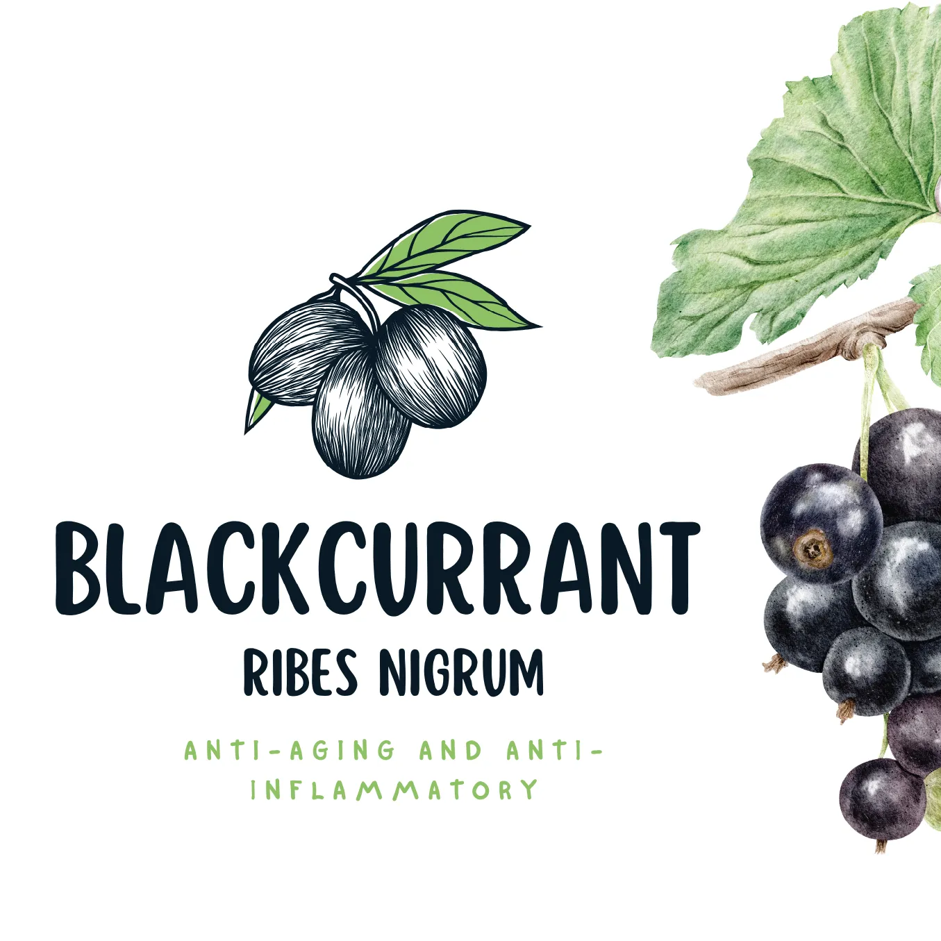 Blackcurrant Extract