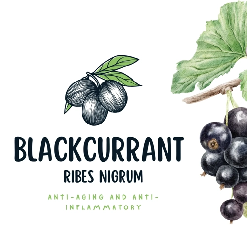 Blackcurrant Extract