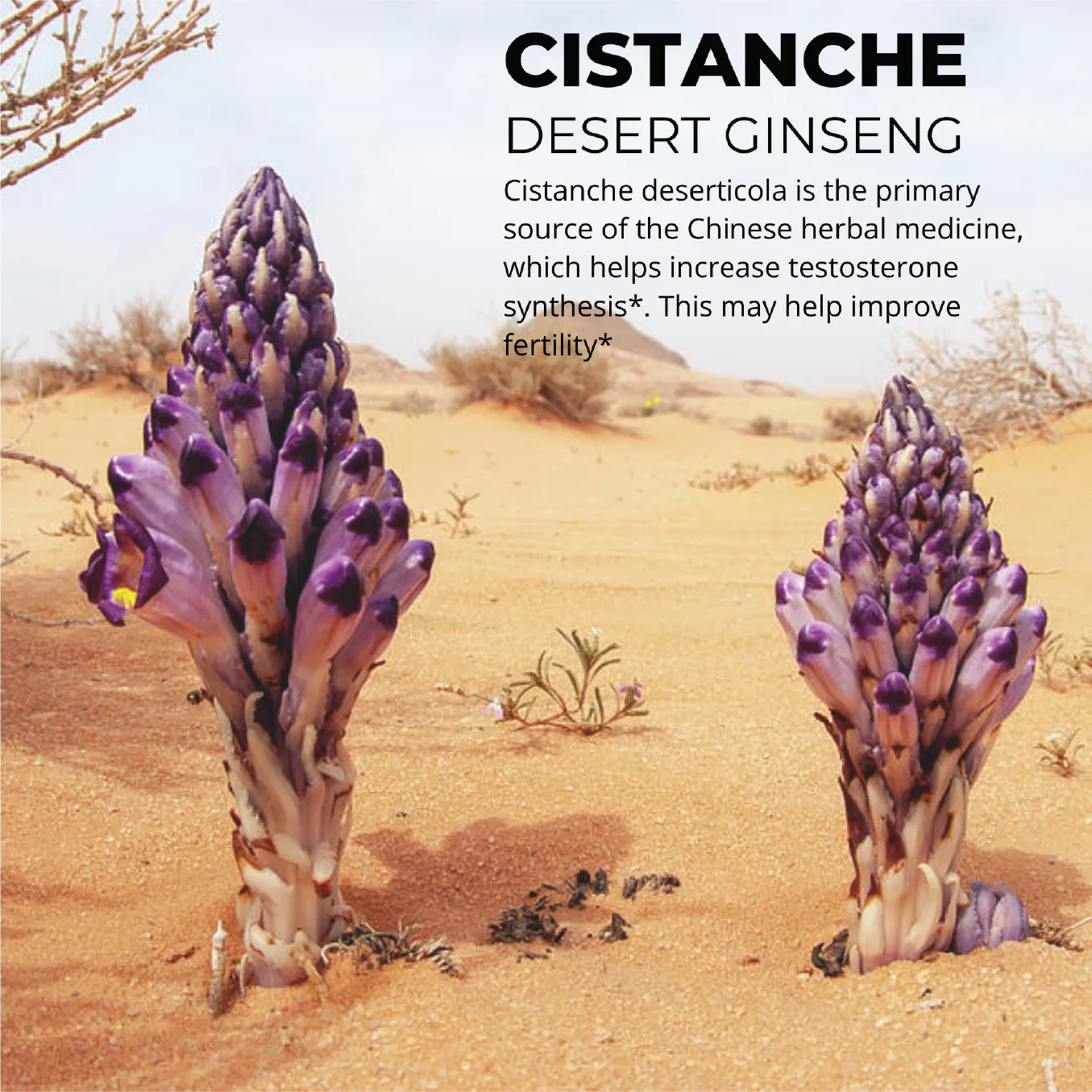Cistanche complex