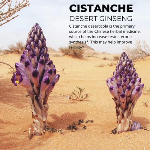 Cistanche complex
